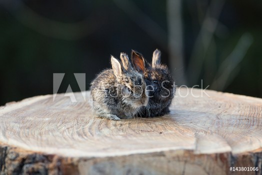 Bild på Rabbit on a stump